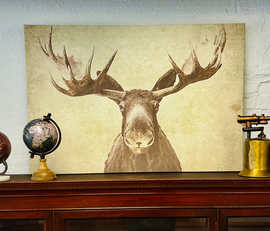 Large Moose Picture